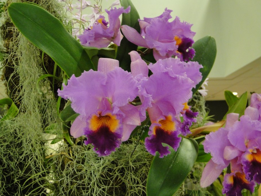 Каттлея махровая