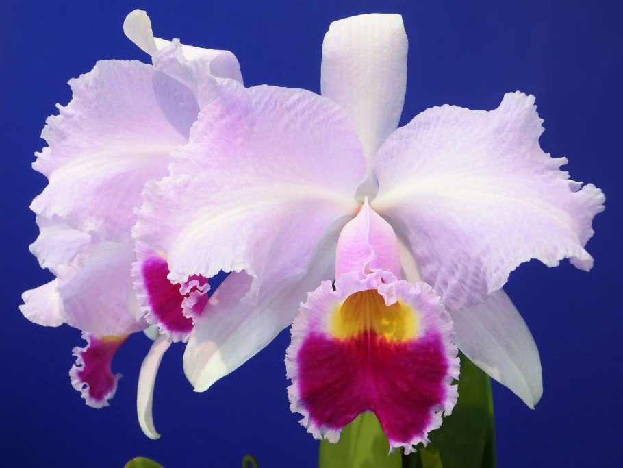 Орхидея Cattleya trianae