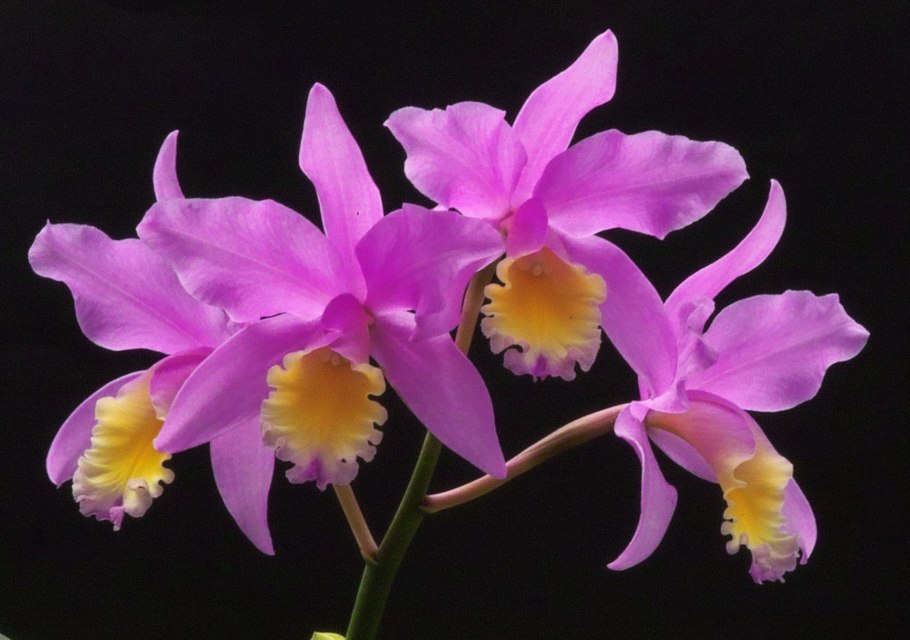 Орхидея Каттлея