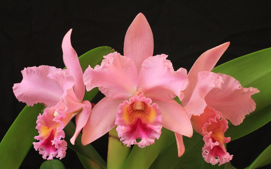 Орхидея Каттлея