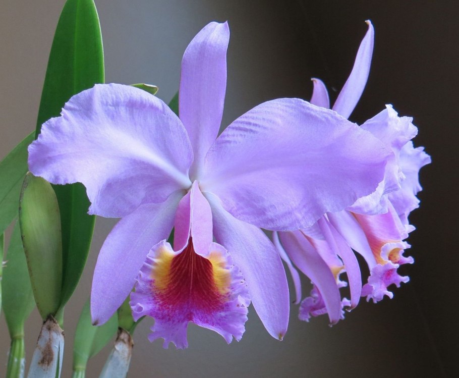 Орхидея Cattleya