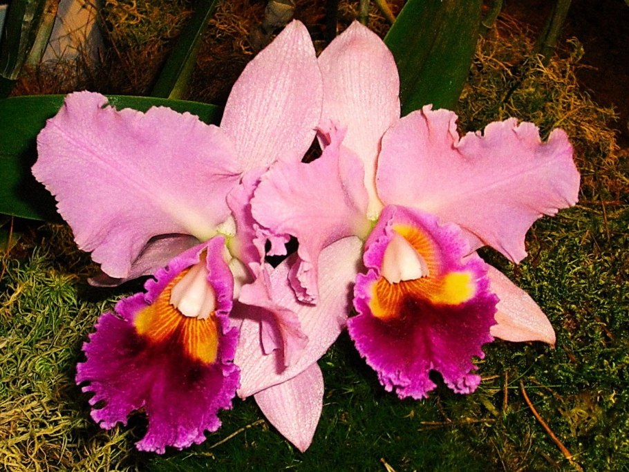 Орхидея Каттлея