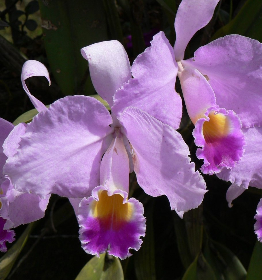 Колумбийская Орхидея Каттлея