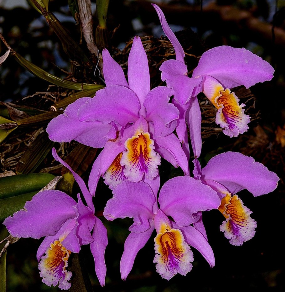 Орхидеи Cattleya mossiae