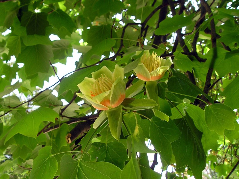 Тюльпанное дерево (Liriodendron tulipifera)