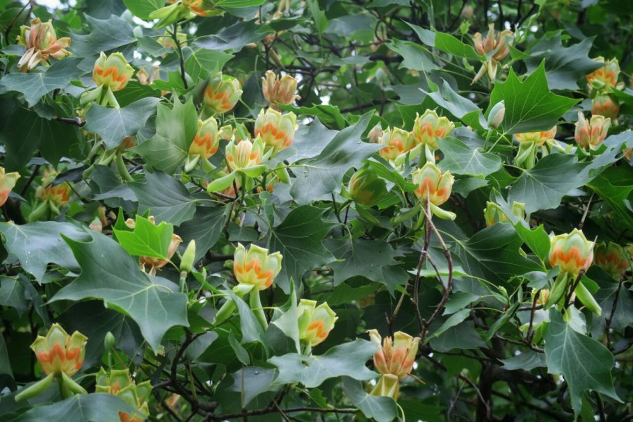 Лириодендрон Liriodendron (Тюльпанное дерево)