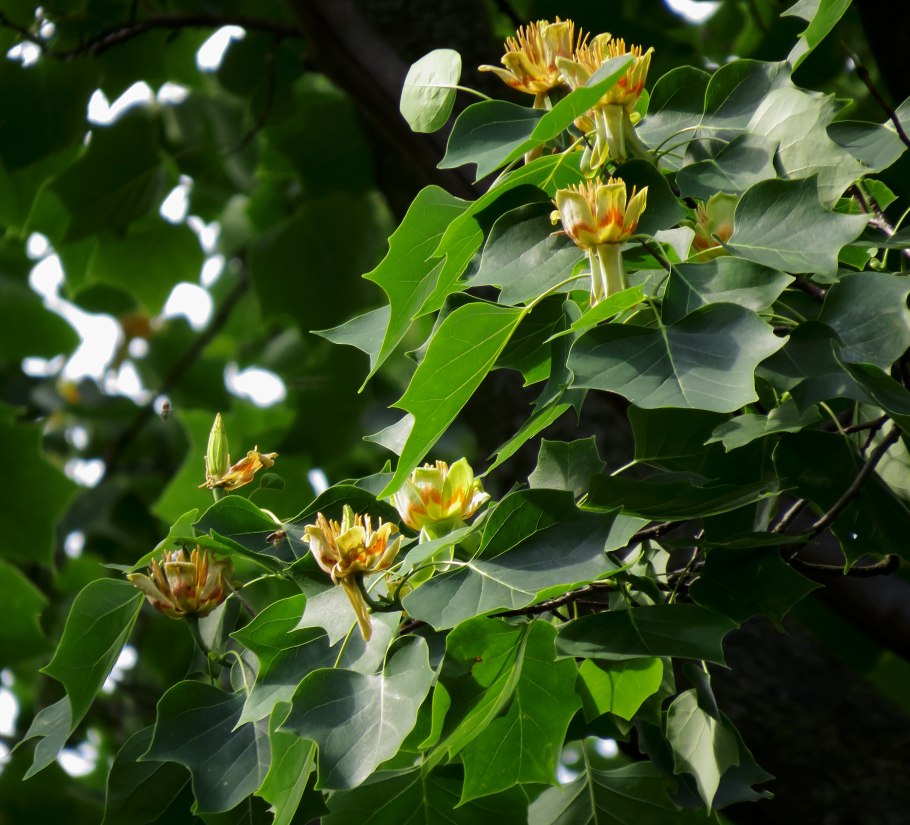 Liriodendron tulipifera