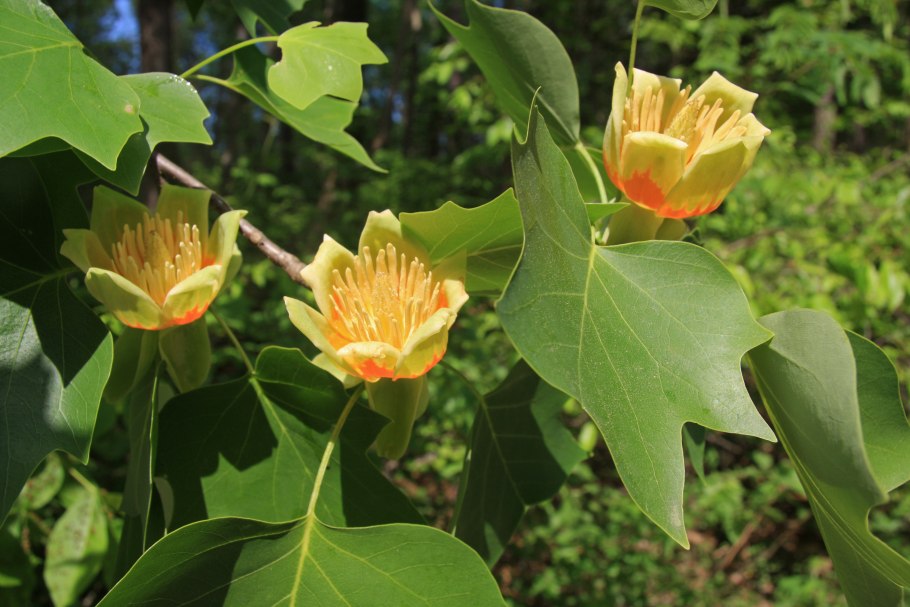 Liriodendron tulipifera