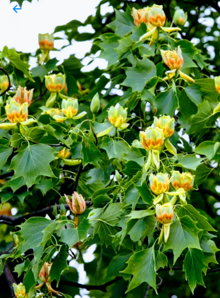 Лириодендрон тюльпанный (liriodendron tulipifera)
