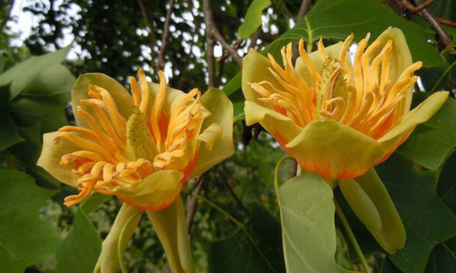 Liriodendron chinense
