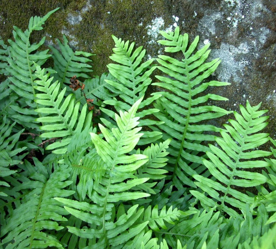 Папоротник thyrsopteris