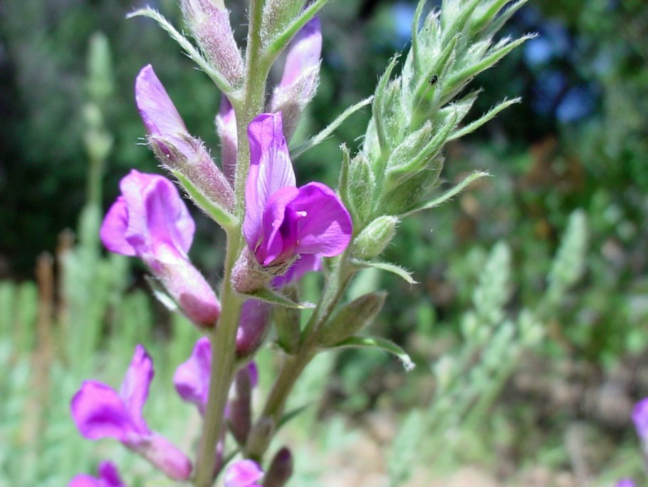 Oxytropis campestris