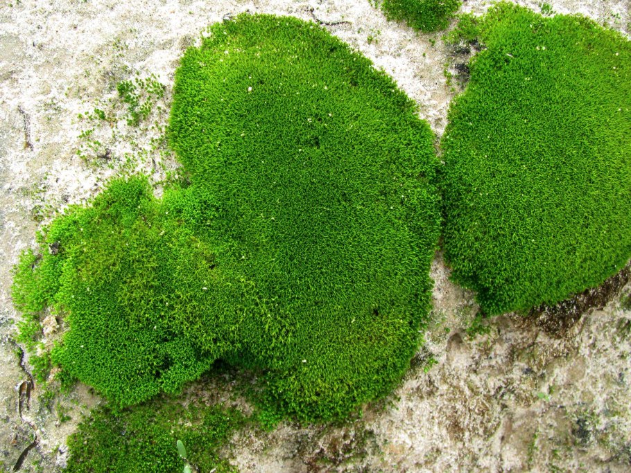 Алоэ каланхоэ