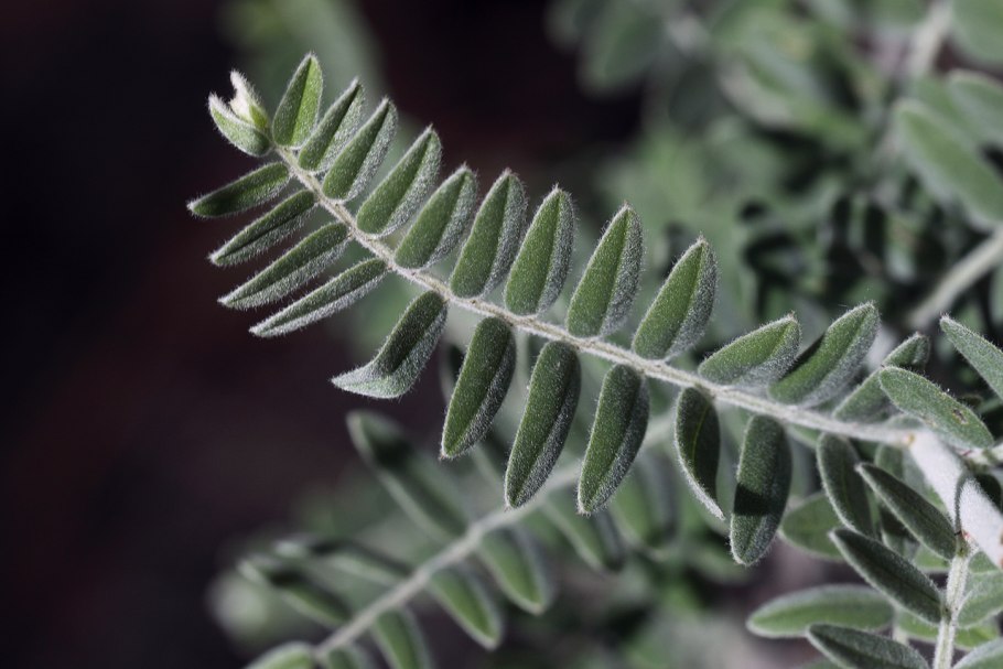 Плаун сплюснутый Diphasiastrum complanatum