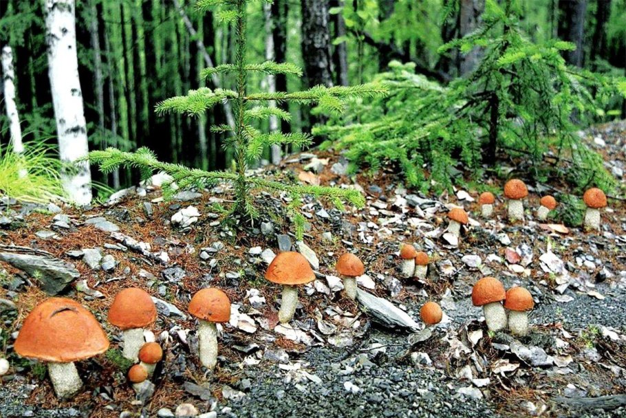 Подосиновики в Сосновом лесу