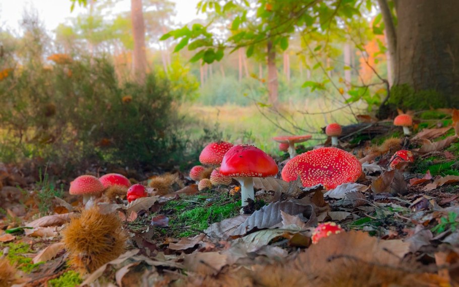 Красивая Полянка с грибами