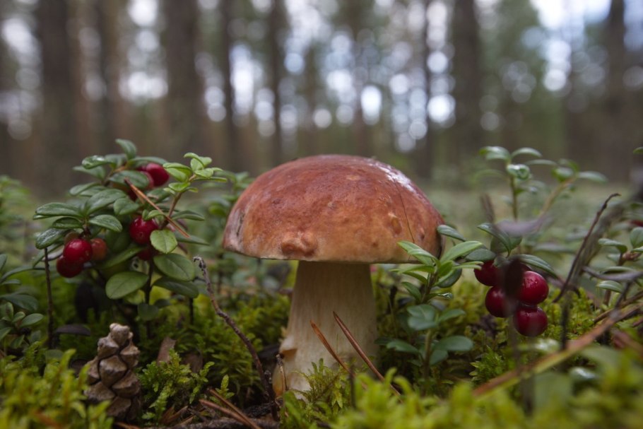 Боровик еловый и Сосновый