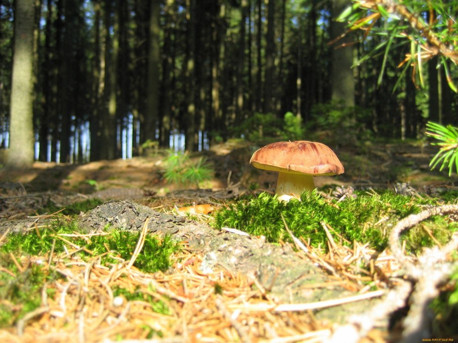 Подосиновик окрашенноногий