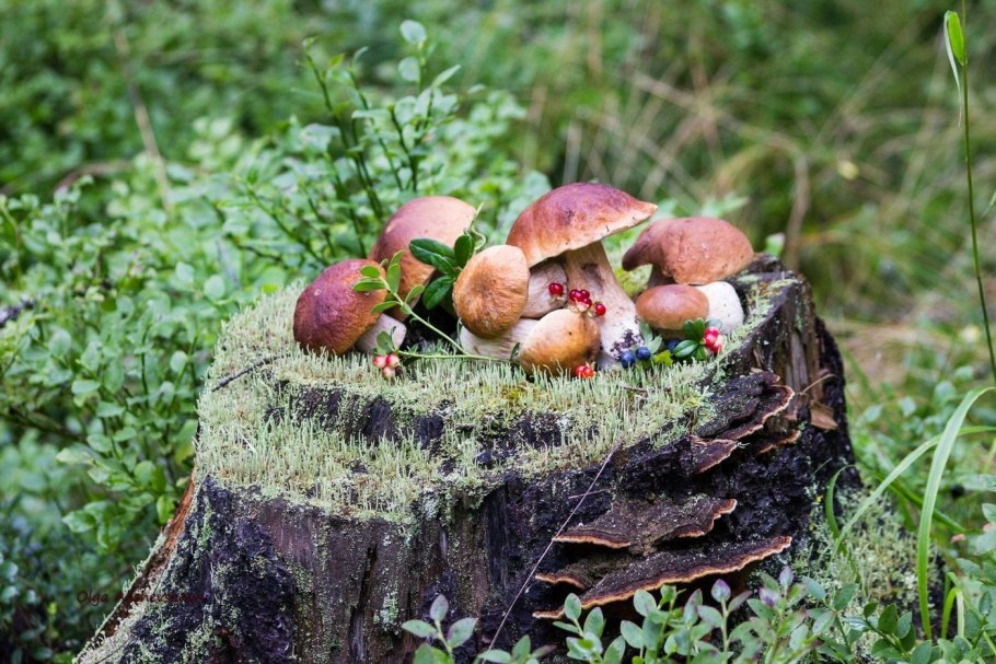 Поляна подосиновиков