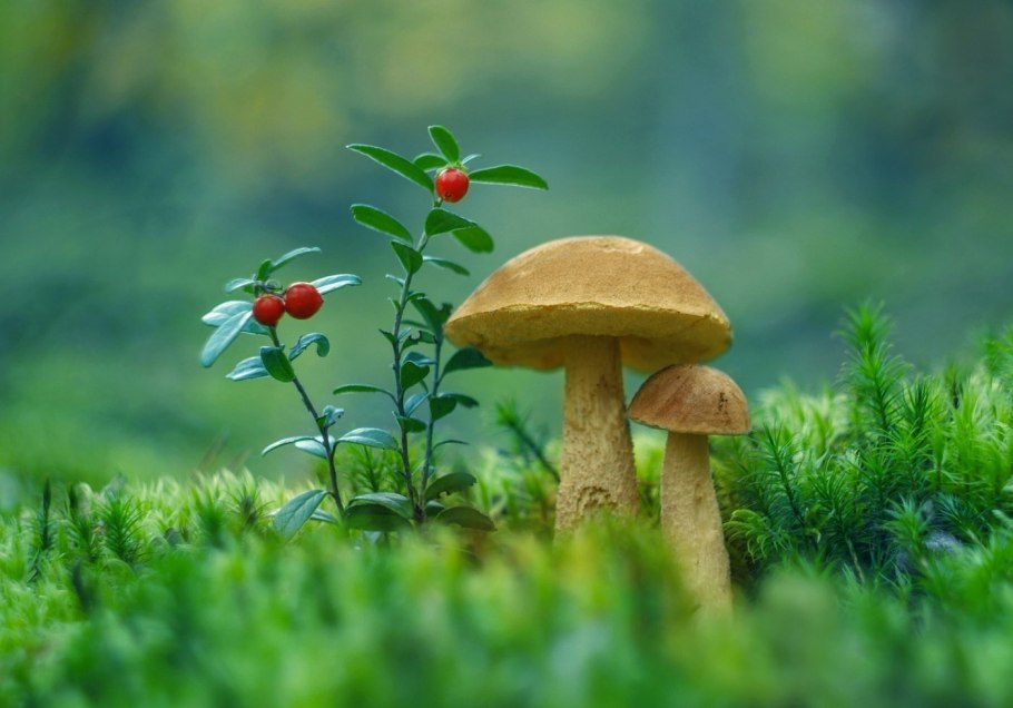 Гриб в лесу