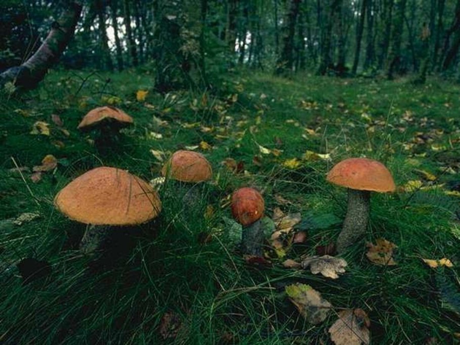 Гриб в лесу