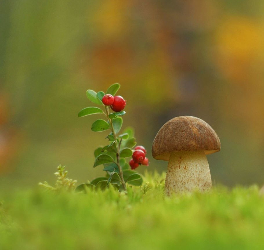 Гриб Боровик Полянка