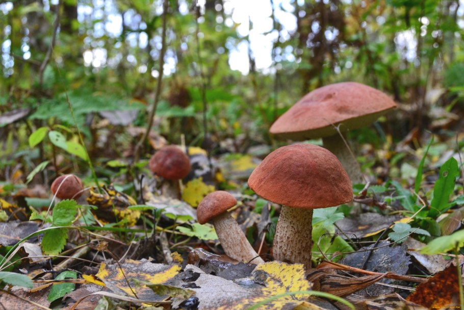 Поляна с ягелем