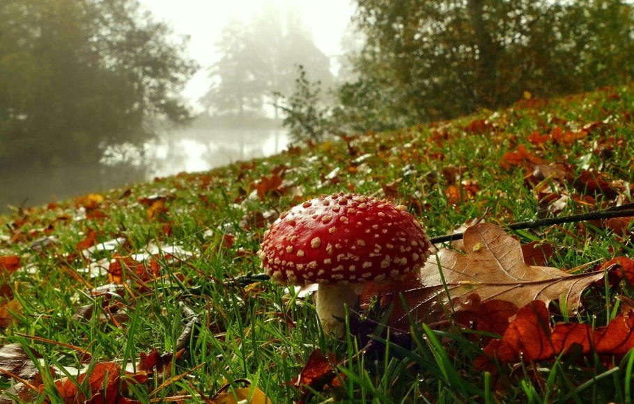 Грибная поляна мухоморов
