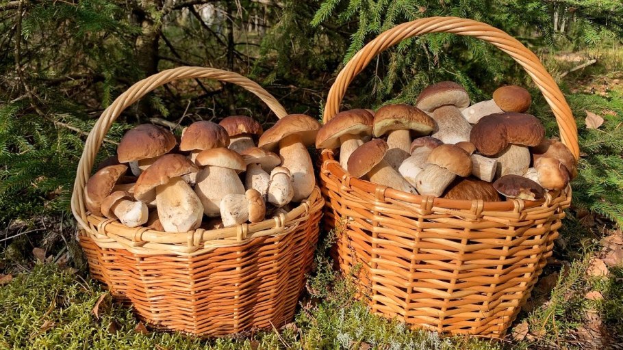 Грибы в лесу