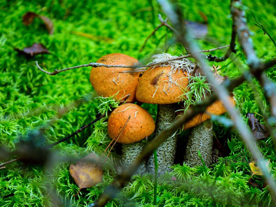 Поляна подосиновиков