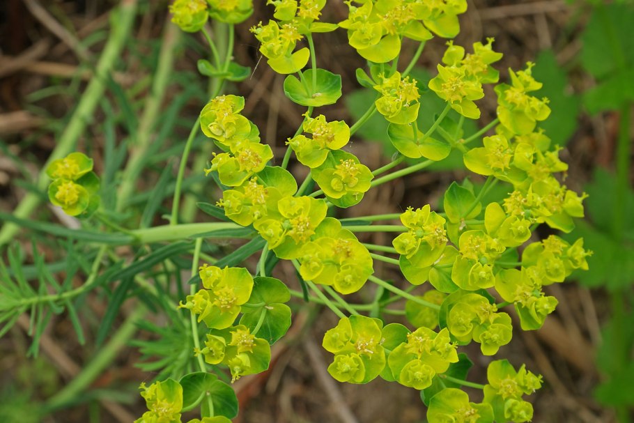 Euphorbia lathyris молочай