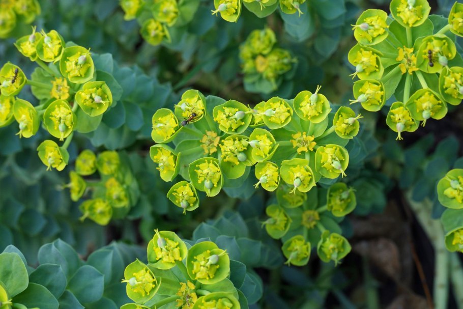 Молочай Золотая принцесса