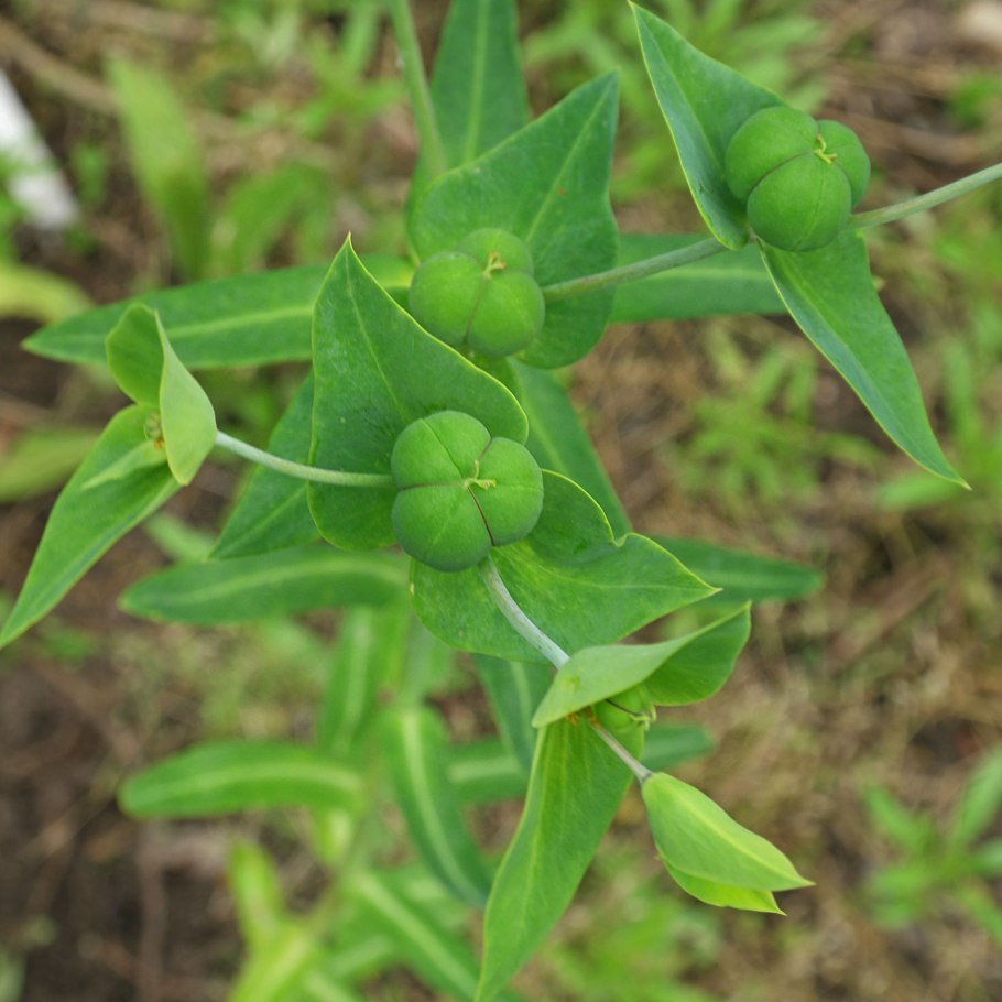 Молочай (Euphorbia)
