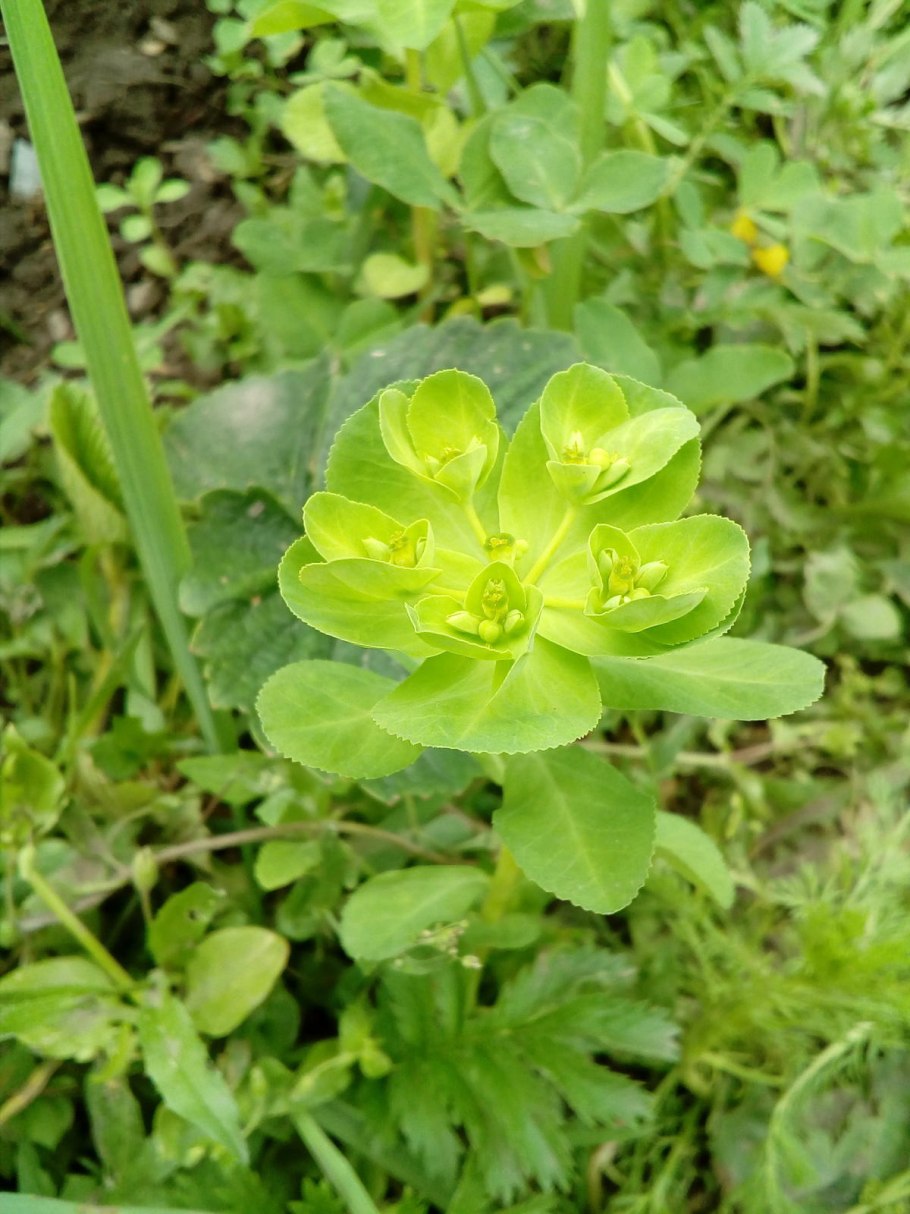 Euphorbia myrsinites