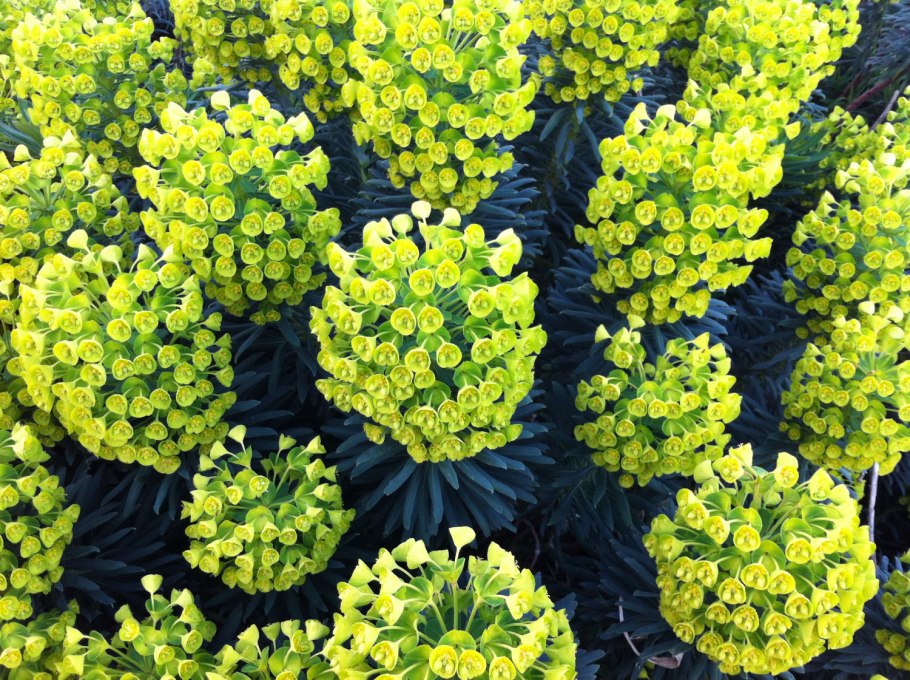 Молочай ощетиненный Euphorbia horrida