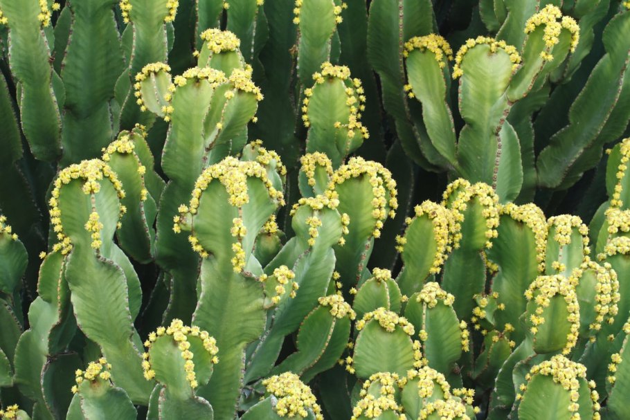 Молочай смолоносный (euphorbia resinifera)
