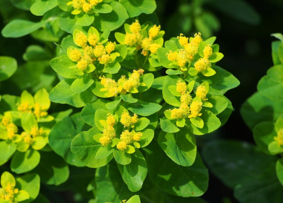 Молочай лейси