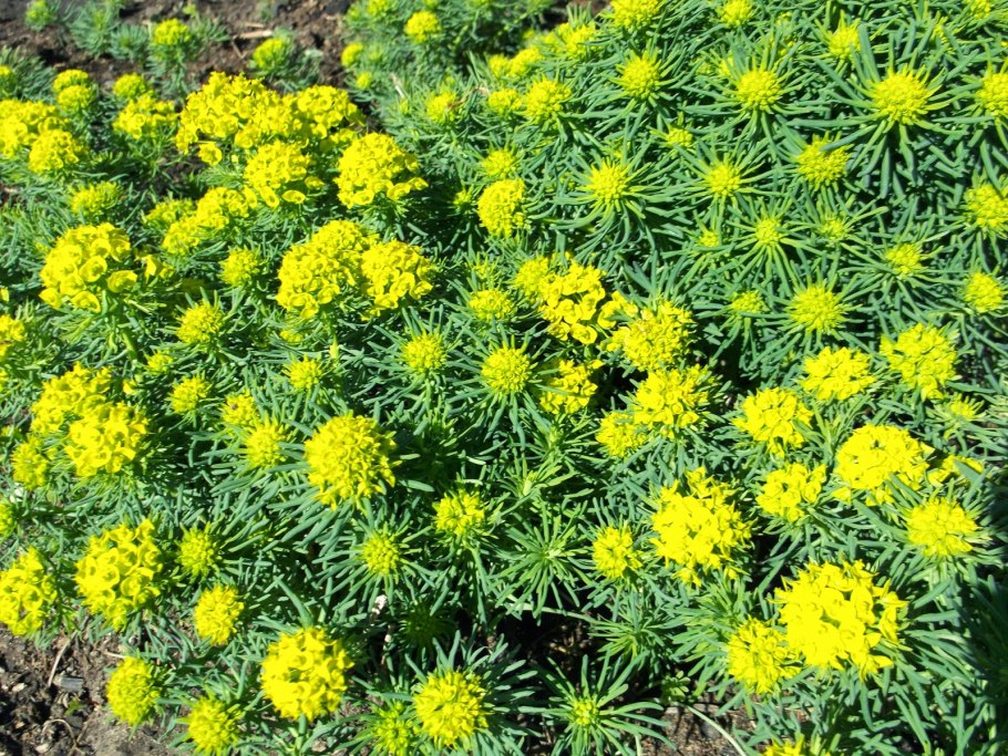 Молочай многоцветковый бонфри