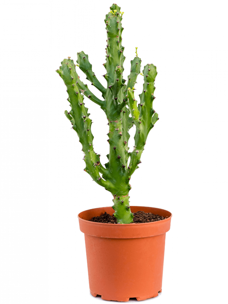 Euphorbia clavigera