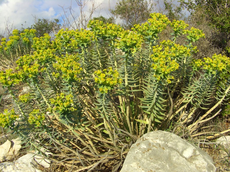 Молоча́й смолоно́сный (Euphorbia resinifera)