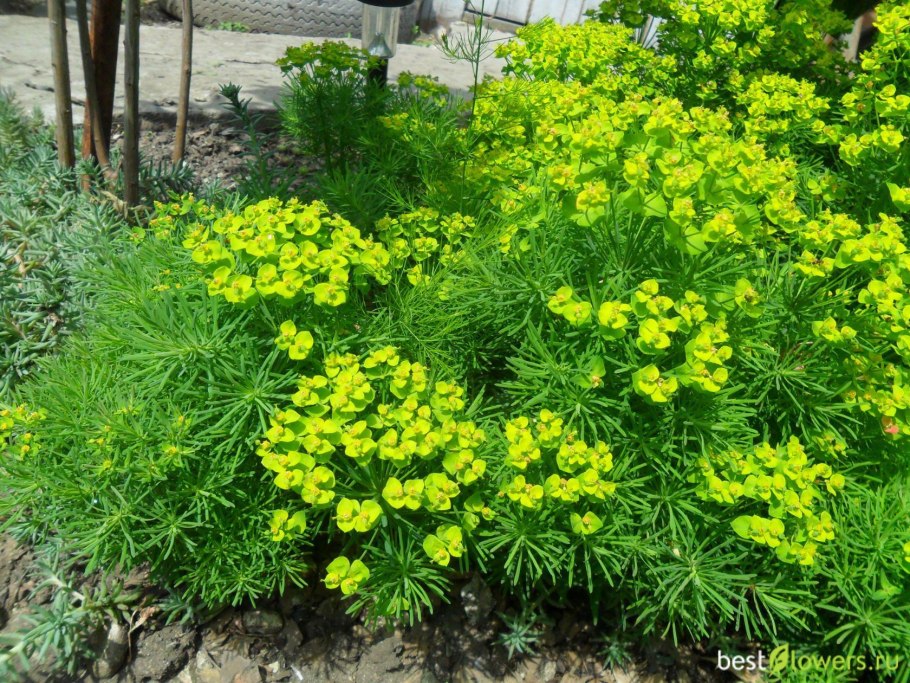 Молочай кипарисовый euphorbia cyparissias