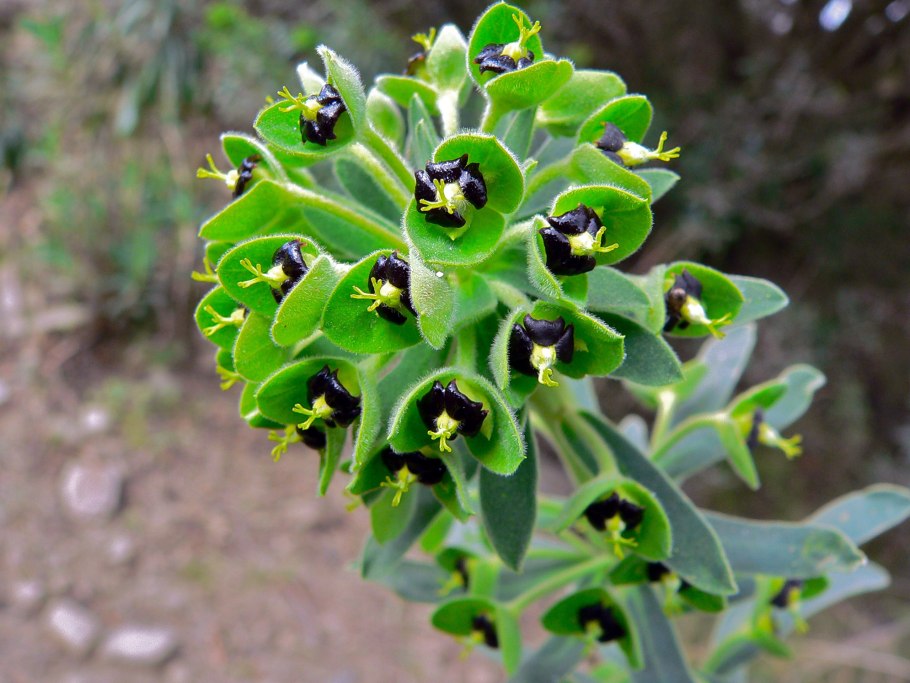 Euphorbia characias black pearl