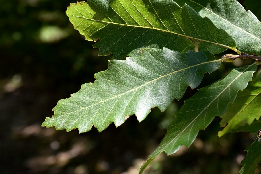Quercus rhysophylla Maya