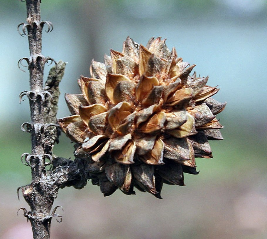 Дуб черешчатый (Quercus Robur)