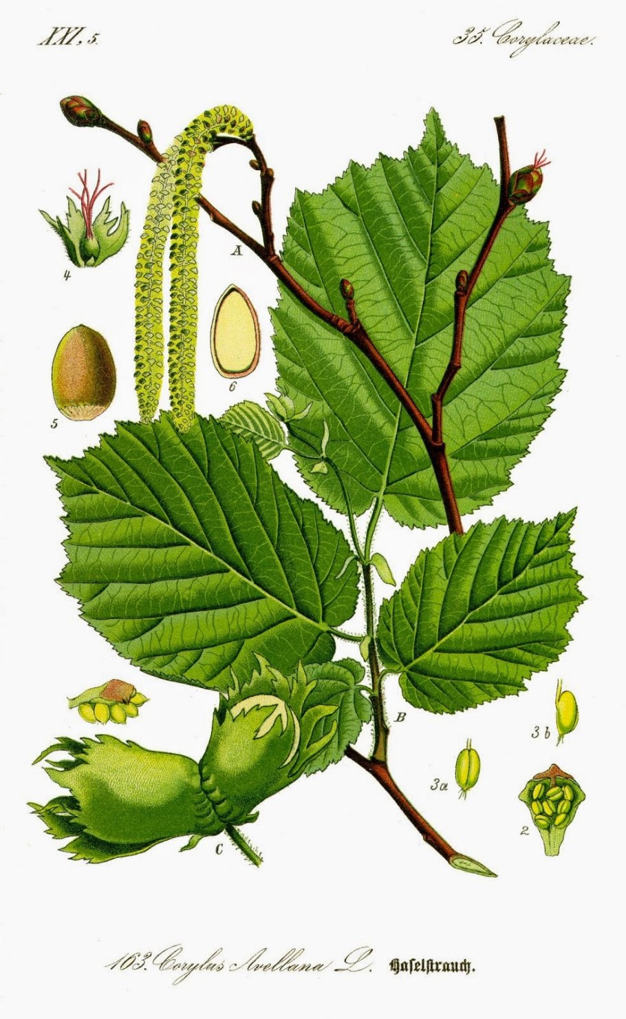 Софора золотистолистная