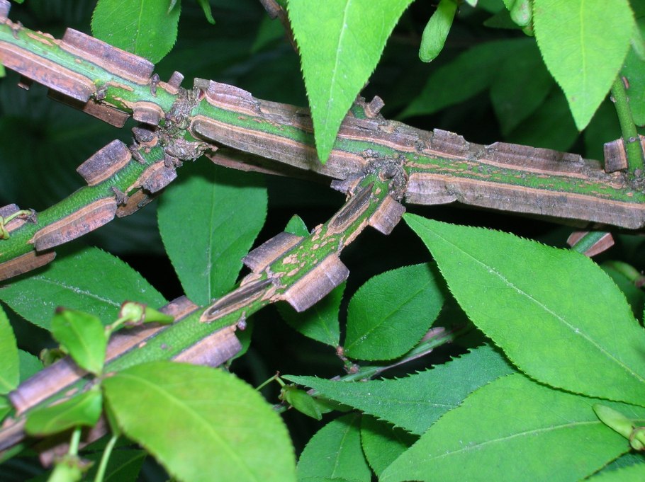 Берёза бородавчатая (Betula verrucosa)