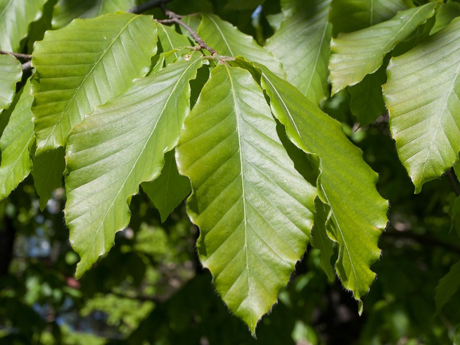 Fagus grandifolia