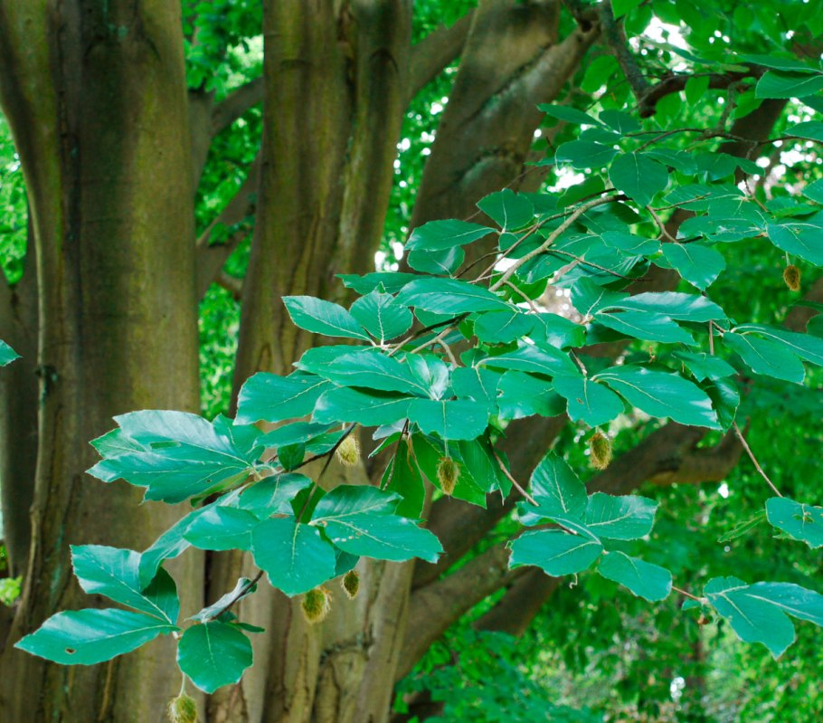 Карбюратор leader pz19jb