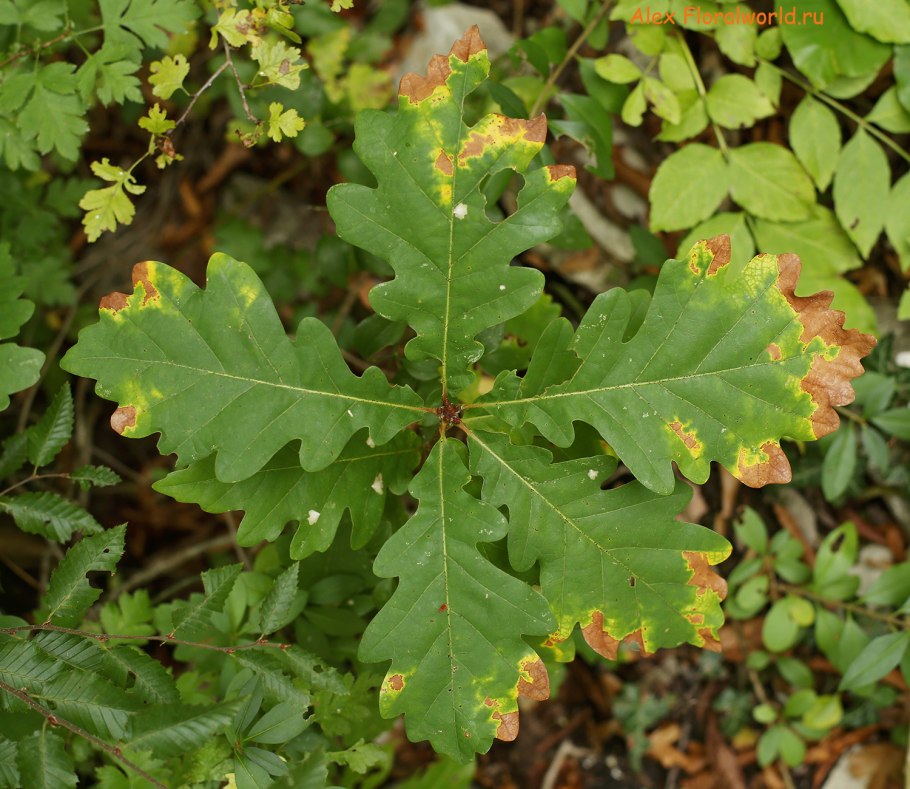 Дуб скальный (Quercus petraea)
