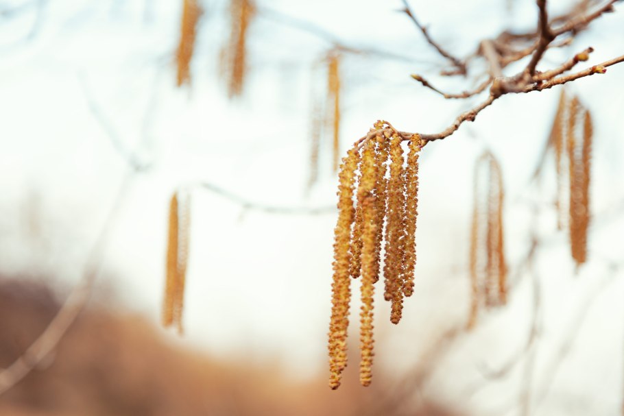 Что значит Букоцветные